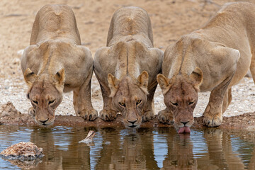 Wall Mural - Lions drinking at the Nossob waterhole in Kgalagadi Transfrontier Park in South Africa