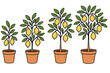 © Lena - Lemon tree growth stages vector set. Potted citrus plant growing cycle animation frames. Hand drawn doodle houseplant illustration for gardening. Botanical cartoon fruit tree.