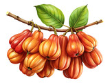 A cluster of vibrant garcinia gummigutta fruits, also known as malabar tamarind, isolated on transparent background, hanging from a branch with green leaves