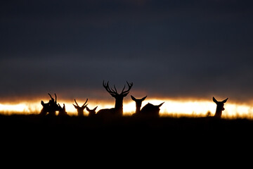 Wall Mural - a red deer during the rutting season. herd of the red deer in natural habitat in autumn.