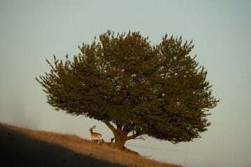 Wall Mural - a fallow deer during the rutting season. herd of the dama dama in natural habitat during autumn seas