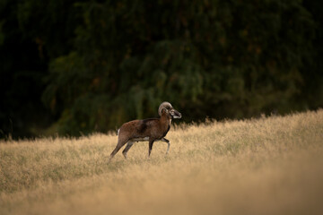 Wall Mural - a mouflon in autumn. a ovis aries musimon in its natural habitat. a mouflon on the meadow.