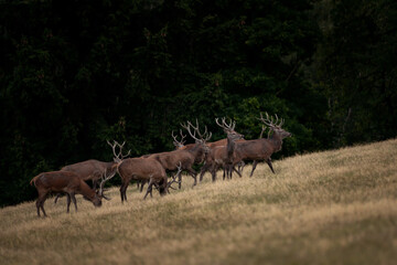 Wall Mural - a red deer during the rutting season. herd of the red deer in natural habitat in autumn.