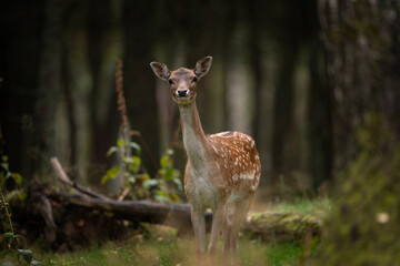Wall Mural - a fallow deer during the rutting season. herd of the dama dama in natural habitat during autumn seas