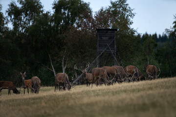 Wall Mural - a red deer during the rutting season. herd of the red deer in natural habitat in autumn.