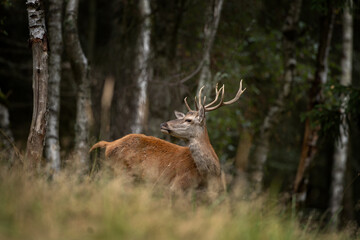 Wall Mural - a red deer during the rutting season. herd of the red deer in natural habitat in autumn.