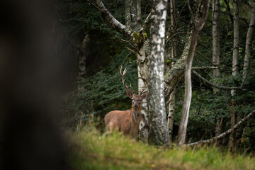 Wall Mural - a red deer during the rutting season. herd of the red deer in natural habitat in autumn.