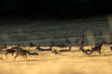 Wall Mural - a red deer during the rutting season. herd of the red deer in natural habitat in autumn.