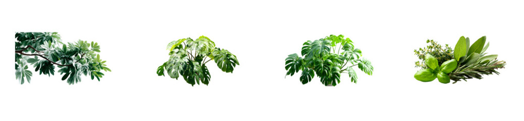 Wall Mural - Various lush green foliage and herb sprigs isolated, cut out transparent