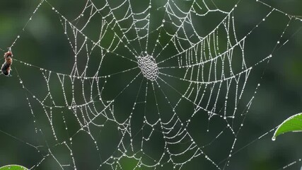 Spiderweb glistening with water droplets, creating intricate nature background, detail of spider web with dew and caught insect.