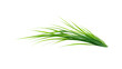 © Aklima - Green grass blade isolated on a transparent background