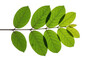 © romjan - Green leaves reflected on a dark surface