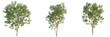 © DH Tree Stock - Indigofera heterantha Tree view cutout transparent background