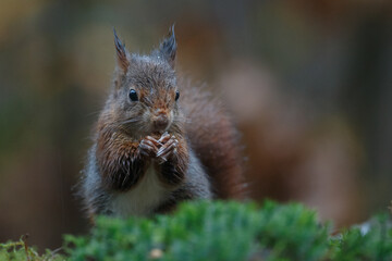 Canvas Print - Red squirrel in a forest setting with a green background.