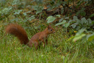 Canvas Print - Red squirrel in a forest setting with a green background.