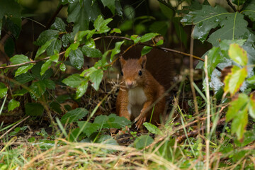 Canvas Print - Red squirrel in a forest setting with a green background.