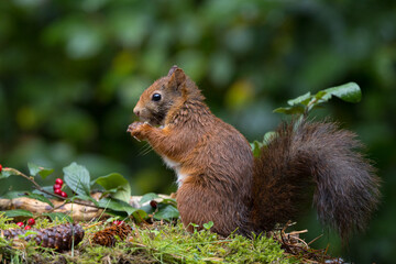 Canvas Print - Red squirrel in a forest setting with a green background.
