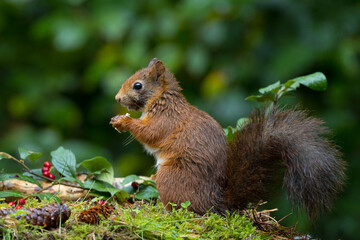 Canvas Print - Red squirrel in a forest setting with a green background.