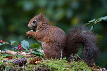 Canvas Print - Red squirrel in a forest setting with a green background.