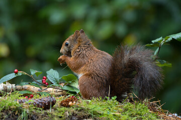 Canvas Print - Red squirrel in a forest setting with a green background.