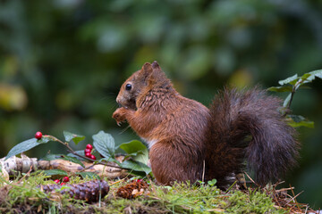 Canvas Print - Red squirrel in a forest setting with a green background.