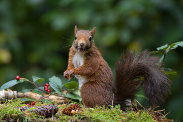 Canvas Print - Red squirrel in a forest setting with a green background.