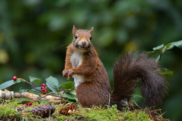 Canvas Print - Red squirrel in a forest setting with a green background.