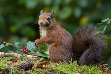 Canvas Print - Red squirrel in a forest setting with a green background.