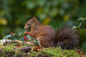 Canvas Print - Red squirrel in a forest setting with a green background.