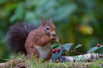 Canvas Print - Red squirrel in a forest setting with a green background.