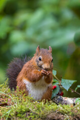 Canvas Print - Red squirrel in a forest setting with a green background.