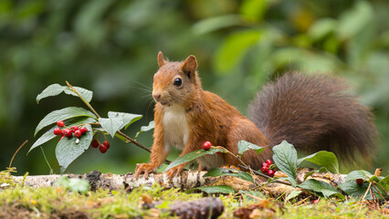 Canvas Print - Red squirrel in a forest setting with a green background.