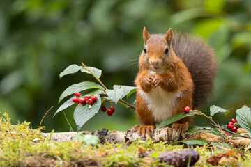 Canvas Print - Red squirrel in a forest setting with a green background.