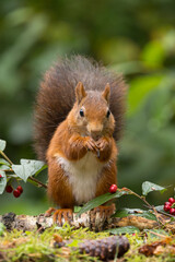 Canvas Print - Red squirrel in a forest setting with a green background.