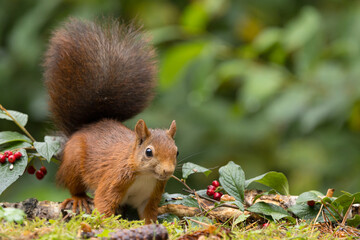 Canvas Print - Red squirrel in a forest setting with a green background.