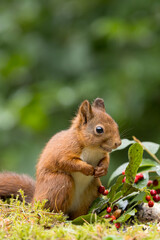 Canvas Print - Red squirrel in a forest setting with a green background.