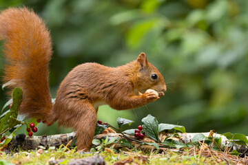 Canvas Print - Red squirrel in a forest setting with a green background.