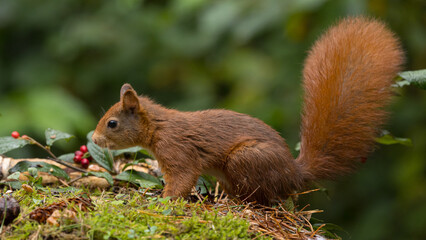 Canvas Print - Red squirrel in a forest setting with a green background.