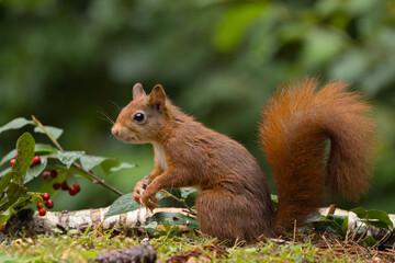 Canvas Print - Red squirrel in a forest setting with a green background.