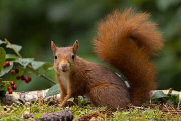Canvas Print - Red squirrel in a forest setting with a green background.