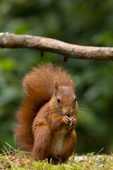 Canvas Print - Red squirrel in a forest setting with a green background.