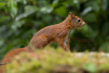 Canvas Print - Red squirrel in a forest setting with a green background.