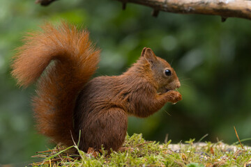 Canvas Print - Red squirrel in a forest setting with a green background.