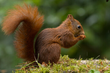 Canvas Print - Red squirrel in a forest setting with a green background.