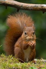 Canvas Print - Red squirrel in a forest setting with a green background.