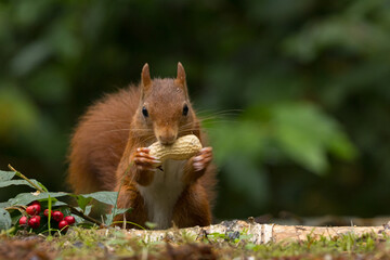 Canvas Print - Red squirrel in a forest setting with a green background.