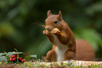 Canvas Print - Red squirrel in a forest setting with a green background.