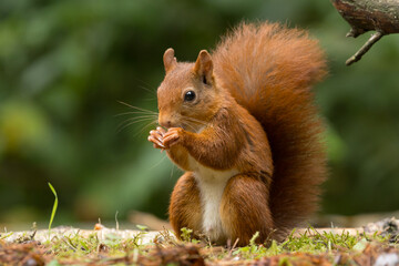 Canvas Print - Red squirrel in a forest setting with a green background.
