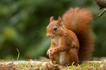 Canvas Print - Red squirrel in a forest setting with a green background.
