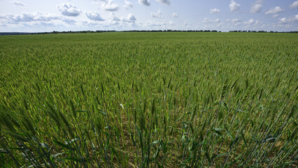 Wall Mural - spikelets. Fresh green young unripe juicy spikelets of wheat on a blurred green field. Oats, rye, barley. harvest in spring or summer, closeup of a field. agricultural field, agriculture, farmland